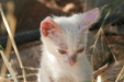 Thumbnail img_6093.jpg 