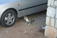 Thumbnail img_6117.jpg 