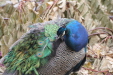 Thumbnail img_6156.jpg 