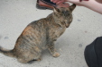 Thumbnail img_6162.jpg 