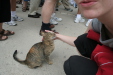 Thumbnail img_6163.jpg 