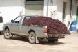 Thumbnail img_6203.jpg 