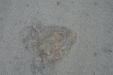 Thumbnail img_6206.jpg 