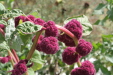 Thumbnail img_6209.jpg 