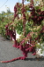 Thumbnail img_6214.jpg 