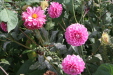 Thumbnail img_6215.jpg 