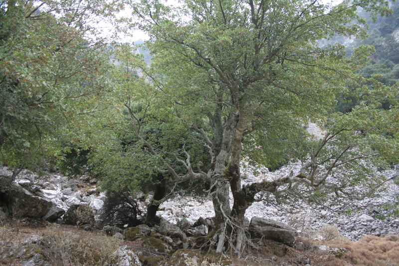 img_5994.jpg 