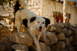 Thumbnail _mg_7474.jpg 