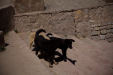 Thumbnail _mg_7737.jpg 