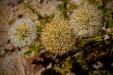 Thumbnail _mg_8228.jpg 