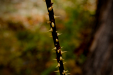 Thumbnail _mg_8462.jpg 