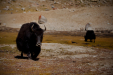 Thumbnail _mg_9522.jpg 
