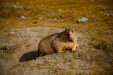 Thumbnail _mg_9625.jpg 