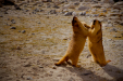 Thumbnail _mg_9639.jpg 