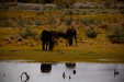 Thumbnail _mg_9532.jpg 