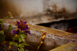 Thumbnail _mg_9789.jpg 