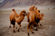 Thumbnail _mg_9995.jpg 
