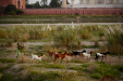 Thumbnail _mg_0638.jpg 