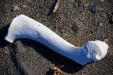 Thumbnail _mg_1003.jpg 