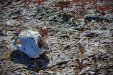 Thumbnail _mg_1020.jpg 