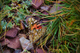 Thumbnail _mg_1577.jpg 