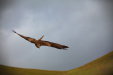 Thumbnail _mg_1639.jpg 