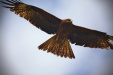 Thumbnail _mg_1721.jpg 
