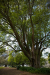 Thumbnail _mg_2239.jpg 