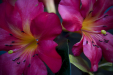 Thumbnail _mg_2301.jpg 