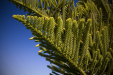 Thumbnail _mg_2325.jpg 
