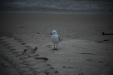 Thumbnail _mg_2364.jpg 