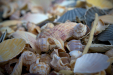 Thumbnail _mg_2513.jpg 