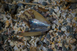 Thumbnail _mg_2519.jpg 