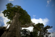 Thumbnail _mg_2604.jpg 