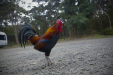 Thumbnail _mg_2714.jpg 