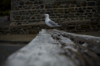Thumbnail _mg_2747.jpg 