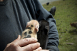 Thumbnail _mg_3290.jpg 