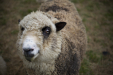 Thumbnail _mg_3376.jpg 