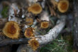 Thumbnail _mg_3384.jpg 