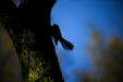 Thumbnail _mg_3531.jpg 
