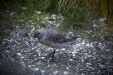 Thumbnail _mg_3568.jpg 