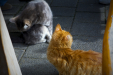 Thumbnail _mg_4389.jpg 