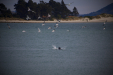 Thumbnail _mg_4487.jpg 
