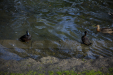 Thumbnail _mg_6379.jpg 