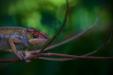 Thumbnail _mg_8309.jpg 