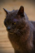 Thumbnail _mg_8337.jpg 