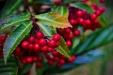 Thumbnail _mg_8383.jpg 