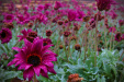 Thumbnail _mg_8447.jpg 