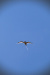 Thumbnail _mg_8600.jpg 