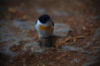 Thumbnail _mg_9039.jpg 